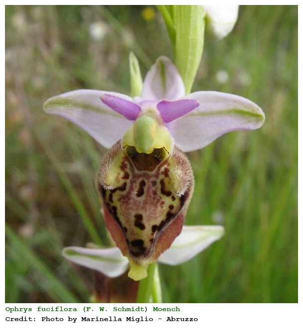 Ophrys fuciflora (F. W. Schmidt) Moench